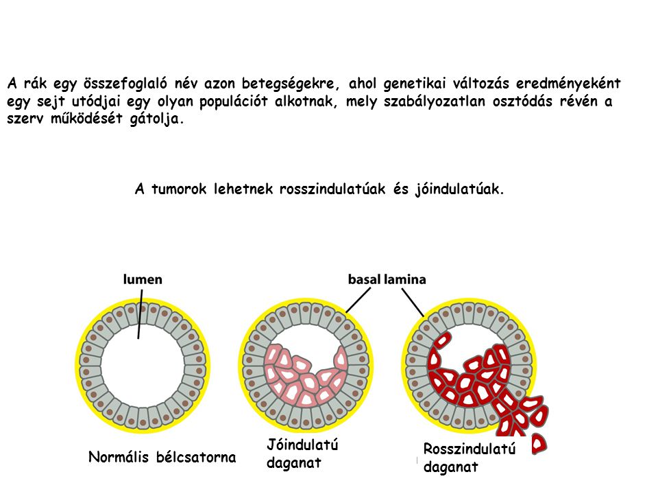 genetikai rákos sejtek)